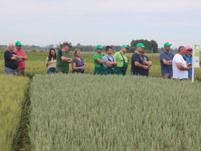 Dani polja pšenice RWA u Ždali