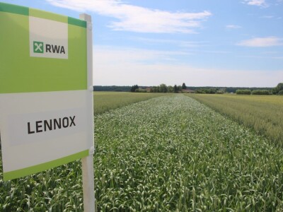 Dani polja pšenice RWA u Ždali