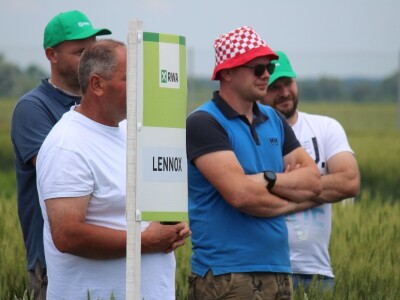 Dani polja pšenice RWA u Ždali