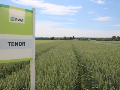 Dani polja pšenice RWA u Ždali