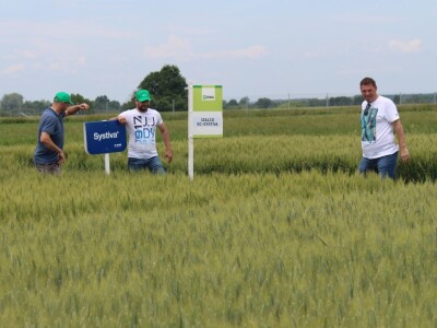 Dani polja pšenice RWA u Ždali