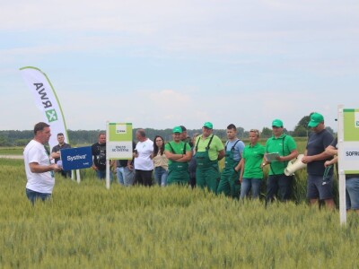 Dani polja pšenice RWA u Ždali