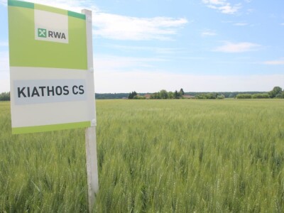 Dani polja pšenice RWA u Ždali