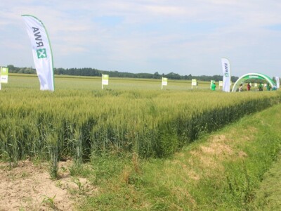 Dani polja pšenice RWA u Ždali