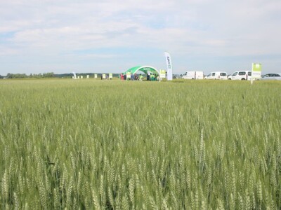 Dani polja pšenice RWA u Ždali