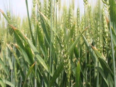 Dani polja pšenice RWA u Ždali