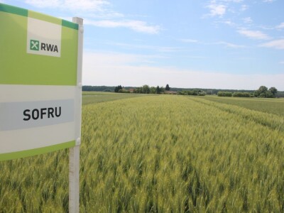 Dani polja pšenice RWA u Ždali