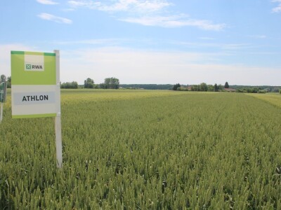 Dani polja pšenice RWA u Ždali