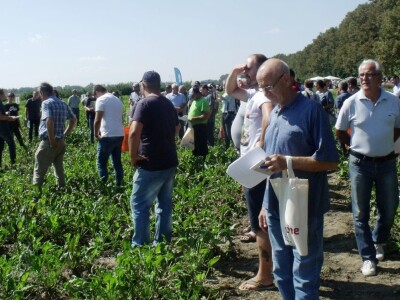 Dani polja šećerne repe