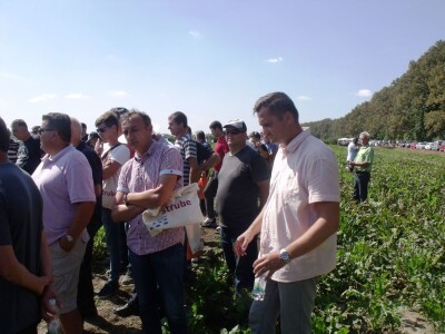 Dani polja šećerne repe