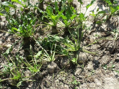 Dani polja šećerne repe