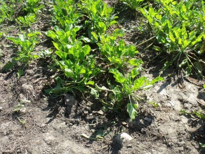 Dani polja šećerne repe