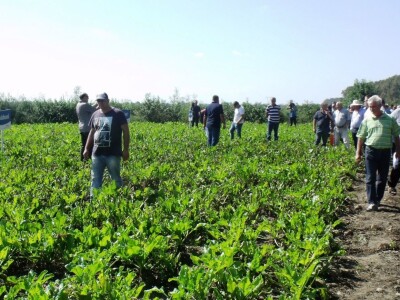 Dani polja šećerne repe