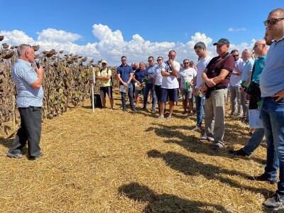 Dani polja suncokreta