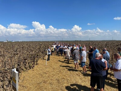 Dani polja suncokreta