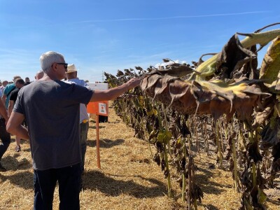 Dani polja suncokreta