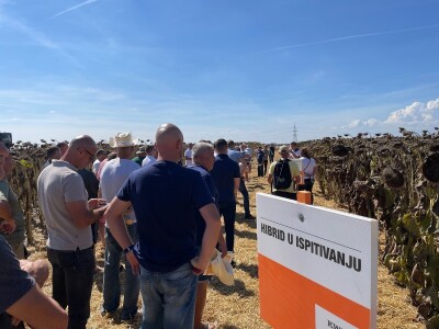 Dani polja suncokreta