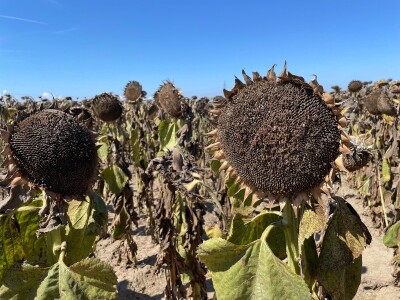 Dani polja suncokreta