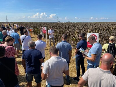 Dani polja suncokreta