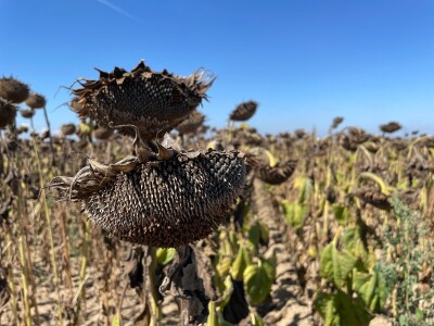 Dani polja suncokreta