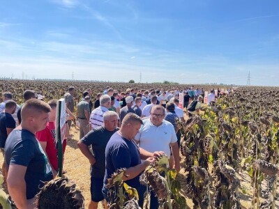 Dani polja suncokreta