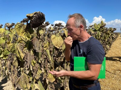 Dani polja suncokreta