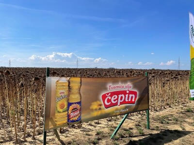 Dani polja suncokreta