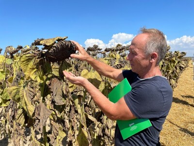 Dani polja suncokreta