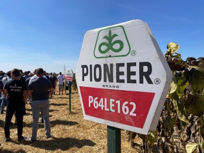 Dani polja suncokreta