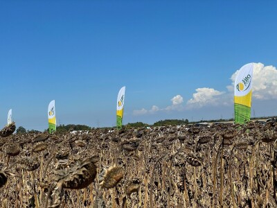 Dani polja suncokreta