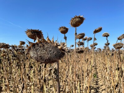 Dani polja suncokreta