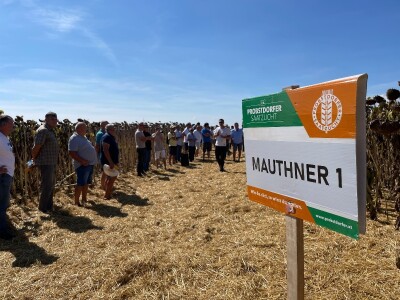 Dani polja suncokreta