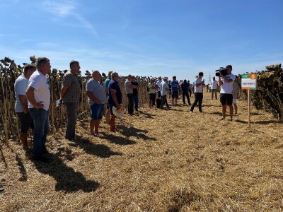 Dani polja suncokreta