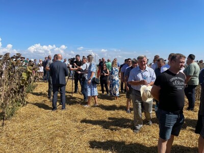 Dani polja suncokreta