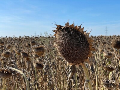 Dani polja suncokreta