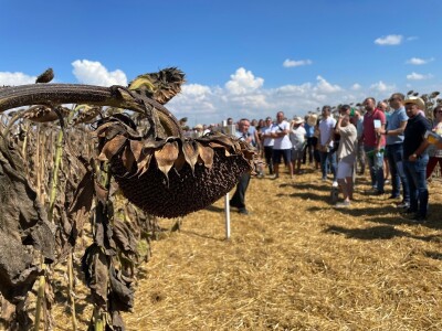 Dani polja suncokreta