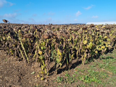 Dani polja suncokreta FAZOS