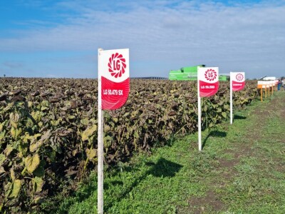 Dani polja suncokreta FAZOS