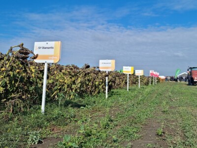 Dani polja suncokreta FAZOS