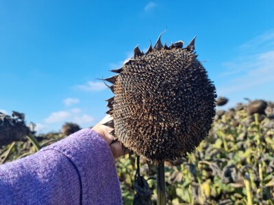 Dani polja suncokreta FAZOS