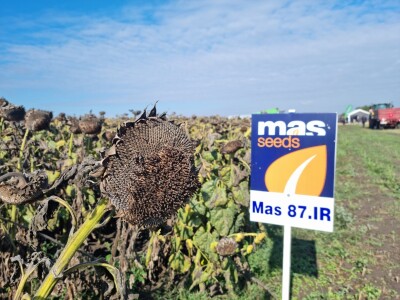 Dani polja suncokreta FAZOS