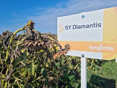 Dani polja suncokreta FAZOS