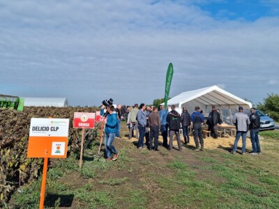 Dani polja suncokreta FAZOS