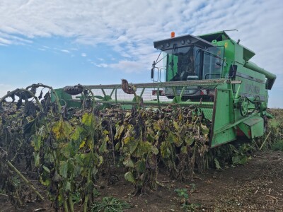 Dani polja suncokreta FAZOS