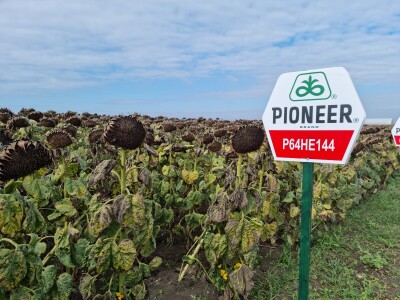 Dani polja suncokreta FAZOS