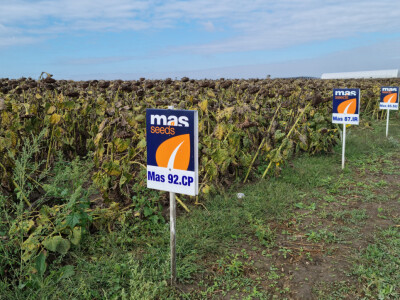 Dani polja suncokreta FAZOS