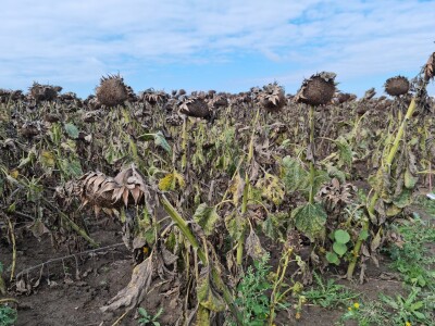 Dani polja suncokreta FAZOS