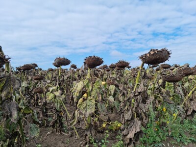 Dani polja suncokreta FAZOS