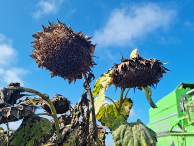 Dani polja suncokreta FAZOS