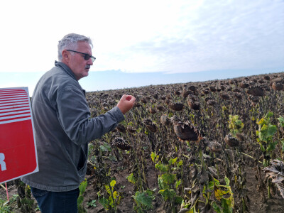 Dani polja suncokreta FAZOS